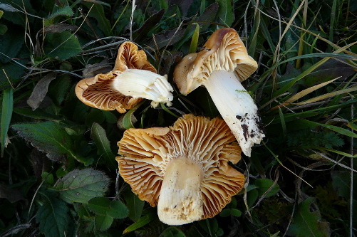 Camarophyllus pratensis
